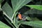 Heliconius heca lesia or five-spotted longwing- a species of butterfly of the Nymphalidae family sitting on green leaf in Costa Ri