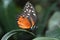 Heliconius hecale on leaf