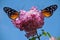 Heliconius hecate butterflies