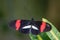 Heliconius melpomene, the postman butterfly, common postman or simply postman, is a brightly colored butterfly