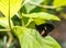 Heliconius melpomene, the postman butterfly, sitting on the green leaf, ventral view