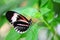 Heliconius, piano key butterfly