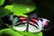 Heliconius, red, black and white longwing butterfly