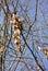 Helicopter Seeds of an Ash Tree Fraxinus on the Branch