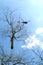 Helicopter transporting a tree