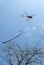 Helicopter transporting a tree