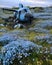 A helicopter wreckage now a vibrant field of forgetmenots Abandoned landscape. AI generation