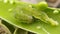 Helicoverpa zea on leaf in indian village image Corn earworm Insects image