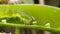 Helicoverpa zea on leaf in indian village image Corn earworm Insects image