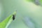 helina fly sitting on a green leaf