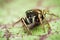 Heliophanus auratus jumping spider