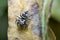 Heliophanus sp spider walking on a plant looking for preys