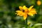 Heliopsis