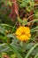 Heliopsis asteraceae blooming yellow orange flower calendula close-up vertical
