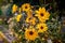 Heliopsis flower blossoms in autumn