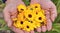 Heliopsis Flower In Hands