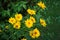 Heliopsis in the garden in June. Yellow flowers up to 8 cm in diameter. Germany