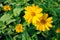 Heliopsis helianthoides