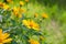 Heliopsis helianthoides