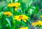 Heliopsis helianthoides