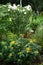 Heliopsis helianthoides blooms with yellow flowers against Hibiscus syriacus \\\