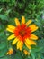 Heliopsis Helianthoides, rough oxeye, smooth oxeye and false sunflower