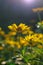 Heliopsis helianthoides, sunflower-like composite flowerheads