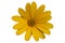 Heliopsis scabra `Light of Loddon` yellow flower isolated on white