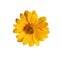 Heliopsis yellow flower