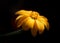 Heliopsis yellow flower under soft light with black background