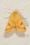 Heliothis peltigera, also known as bordered straw, is a species of moth in the family Noctuidae
