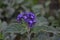 Heliotrope - a beautifully flowering flower with small flowers