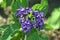 Heliotrope - a beautifully flowering flower with small flowers