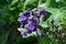 Heliotrope - a beautifully flowering flower with small flowers