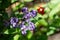 Heliotrope (heliotropium arborescens) flowers