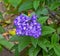 Heliotrope Marine Latin name - Heliotropium arborescens Marine