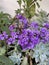 Heliotrope Royal Marine Plant Photo