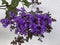 Heliotrope Royal Marine Plant Photo