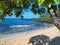 Heliotrope trees ( Tournefortia argentea) on the Hawaiian beach