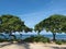 Heliotrope trees ( Tournefortia argentea) on the Hawaiian beach