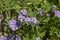 Heliotropium amplexicaule pale purple flowers