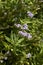 Heliotropium amplexicaule pale purple flowers