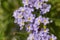 Heliotropium amplexicaule purple flower close up