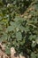 Heliotropium europaeum with white inflorescence