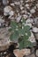 Heliotropium europaeum with white inflorescence