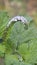 Heliotropium indicum, commonly known as Indian heliotrope