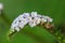 Heliotropium indicum flower