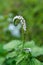 Heliotropium indicum flower. Alacransillo,Eye bright, Indian Heliotrope,