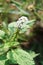 Heliotropium indicum flower in nature garden