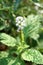 Heliotropium indicum flower in nature garden